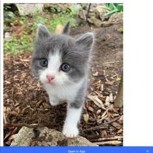 Meet your Posher, Anne